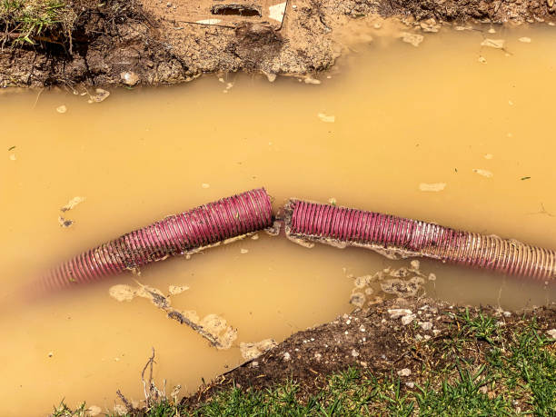 Best Flood damage cleanup  in St Jaco, IL